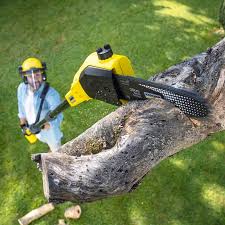 Best Grass Overseeding  in Groveton, VA