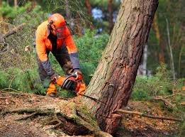 Best Seasonal Cleanup (Spring/Fall)  in Groveton, VA