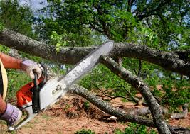 Best Tree and Shrub Care  in Groveton, VA