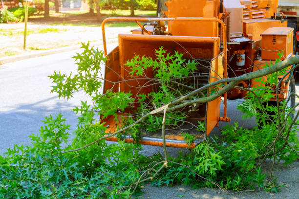 Leaf Removal in Groveton, VA
