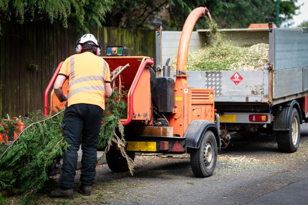 Best Leaf Removal  in Groveton, VA