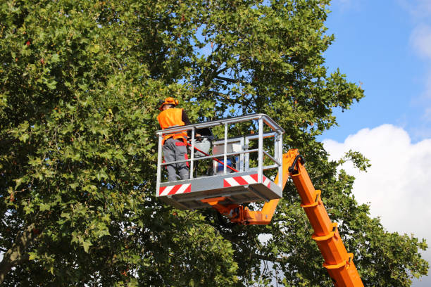 Best Weed Control  in Groveton, VA