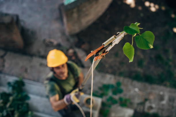 How Our Tree Care Process Works  in  Groveton, VA