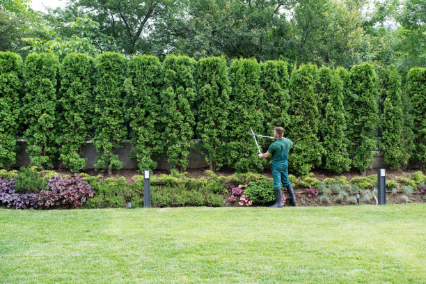 Best Weed Control  in Groveton, VA
