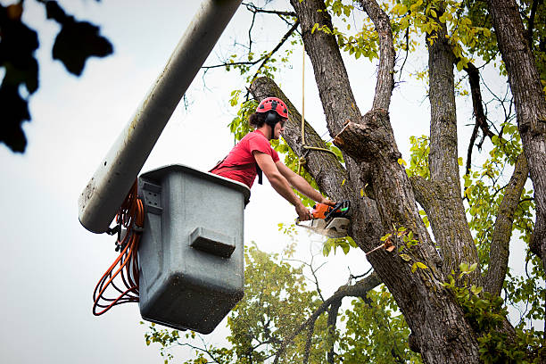 Best Root Management and Removal  in Groveton, VA