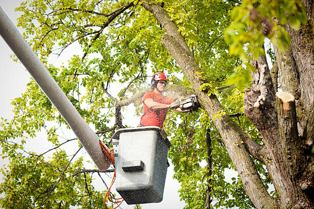 Best Commercial Tree Services  in Groveton, VA