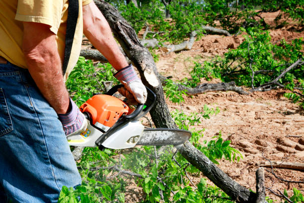Best Utility Line Clearance  in Groveton, VA